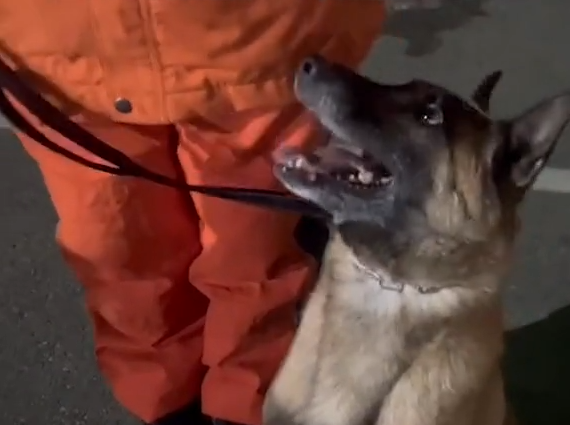 【视频】四只搜救犬奔赴土耳其