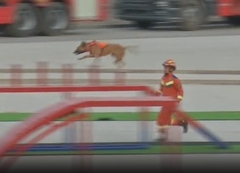 【视频】明星搜救犬过障碍 速度快到重影