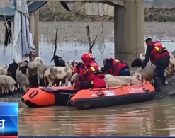 【24小时】山西忻州：村民涉水救羊被困 消防紧急救援
