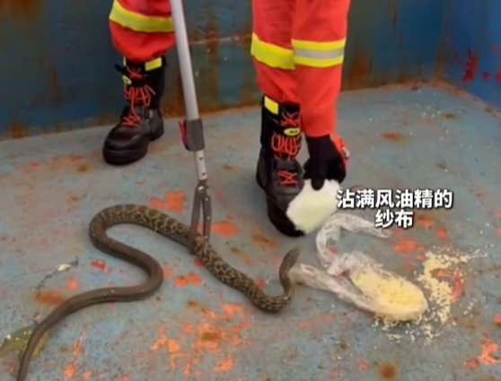 哪种驱蛇方式最有效？消防员实验告诉你