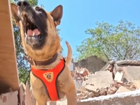 【视频】搜救犬的训练日常