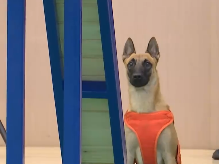 【新闻直播间】“汪汪队”集结！328只消防搜救犬同场竞技