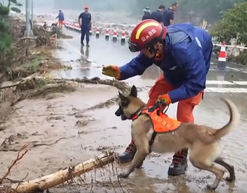 【新闻直播间】“汪汪队”绝活是怎样练成的？“小奶汪”如何通过层层选拔立大功？