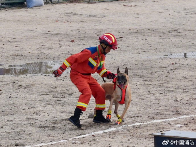 328头消防搜救犬角逐技术比武